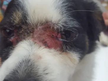 skin condition dog